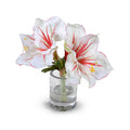 Amaryllis Cutting 9"H Red-white