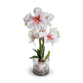 Amaryllis in Glass 28"H - Large Red White