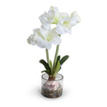 Amaryllis in Glass 28"H - Large White