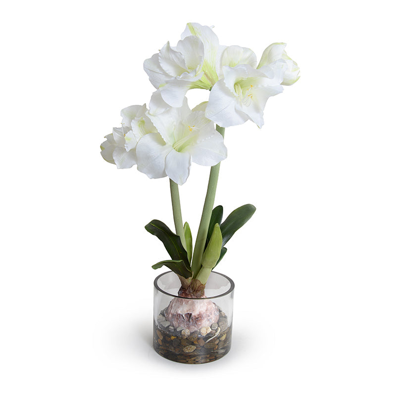 Amaryllis in Glass 28"H - Large White