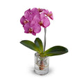 Phalaenopsis Orchid in Glass 15"H Fuchsia