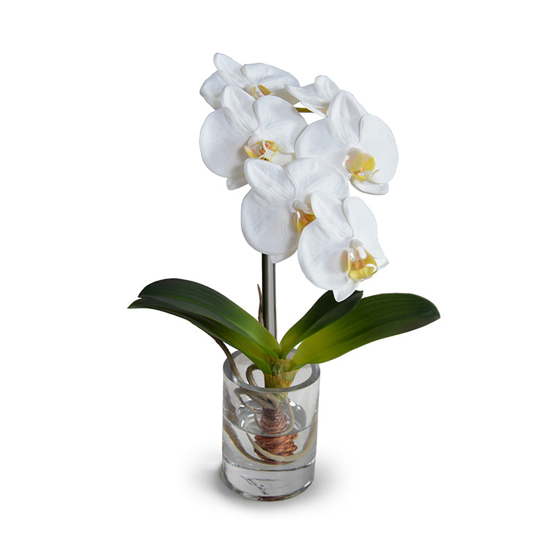 Phalaenopsis Orchid in Glass 15"H White