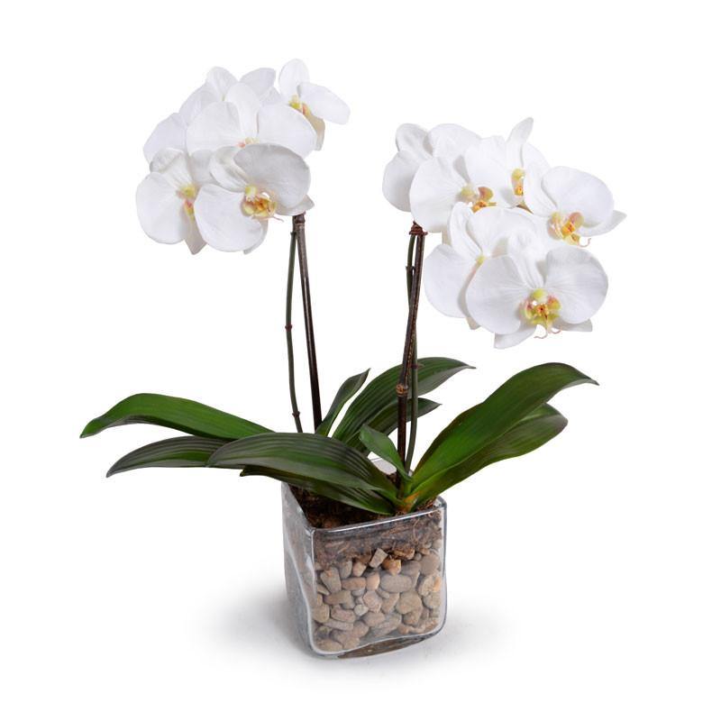 Phalaenopsis Orchid x2 in Glass Cube 20"H