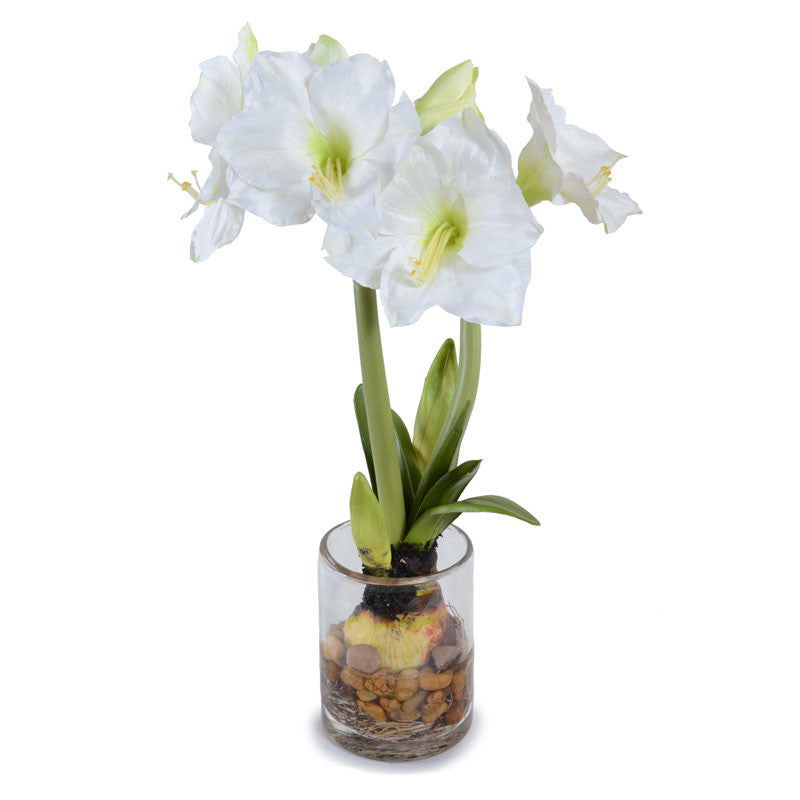 Amaryllis in Glass 23"H White