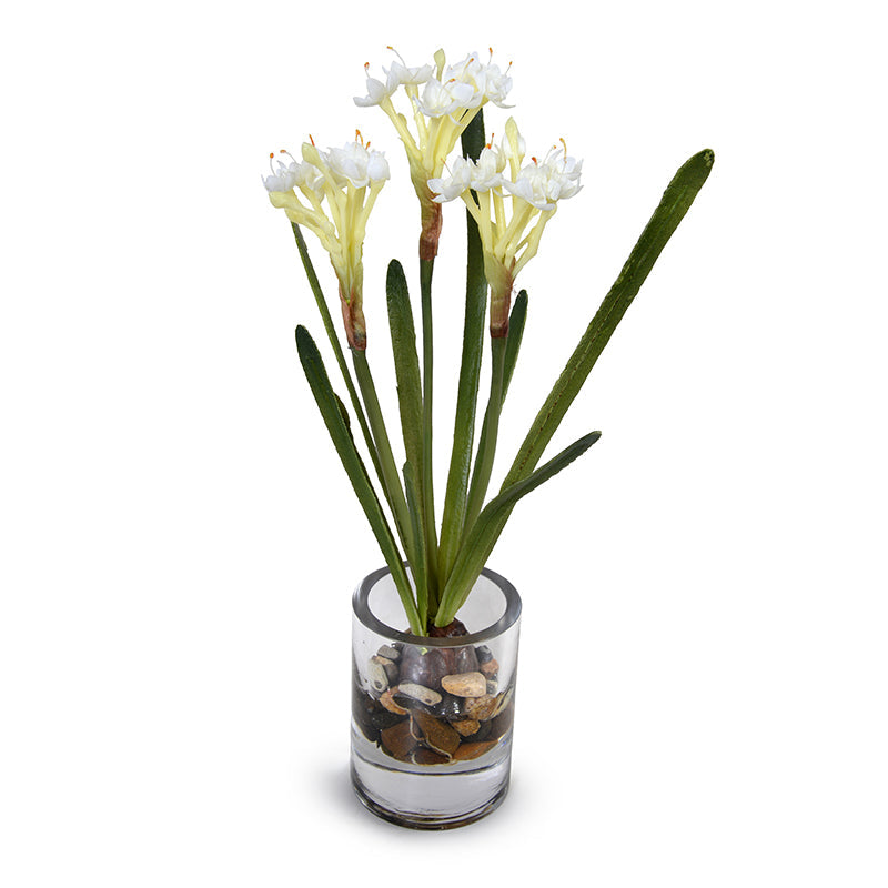 Paperwhite Narcissus 14" H Single Bulb