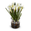 Paperwhite Narcissus 14" H Bulb x4