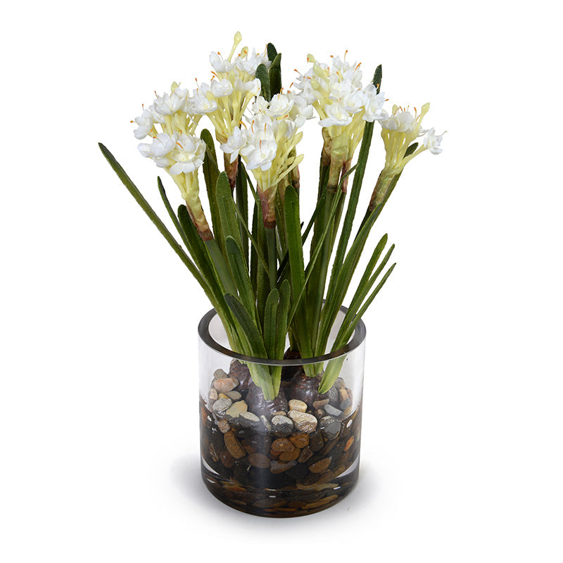 Paperwhite Narcissus 14" H Bulb x4