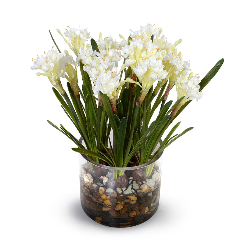 Paperwhite Narcissus 14" H Bulb x6