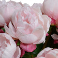 Peony Stem x2 in Glass 18"H Pink