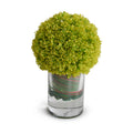 Allium in Glass 9"H Green