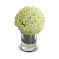 Allium in Glass 9"H White