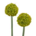 Allium in Glass Vase 27"H Green