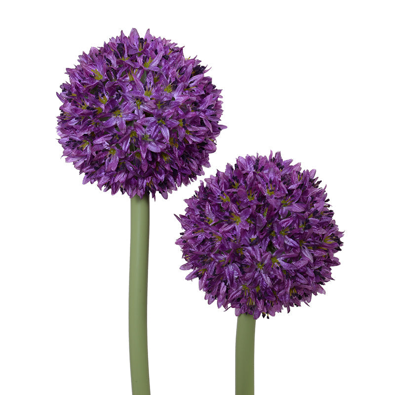 Allium in Glass Vase 27"H Purple