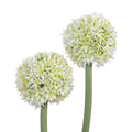 Allium in Glass Rectangle 32"H White
