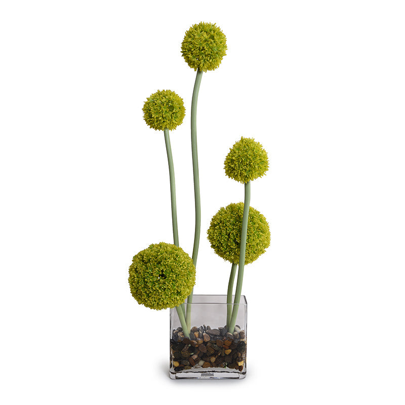 Allium in Glass Rectangle 32"H Green