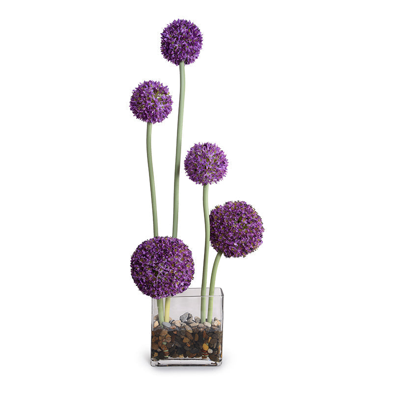 Allium in Glass Rectangle 32"H Purple