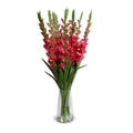 Gladiolus Arrangement in Glass 41"H Fuchsia