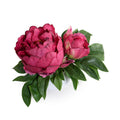 Peony Cutting in Porcelain Bowl 7"H Dark Fuchsia