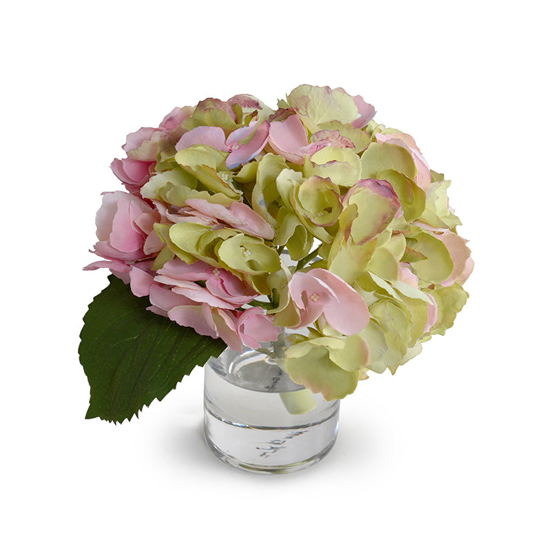 Hydrangea Cutting 8"H Pink-green