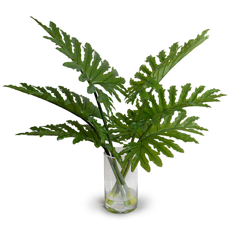 Philodendron Selloum x6 Glass vase
