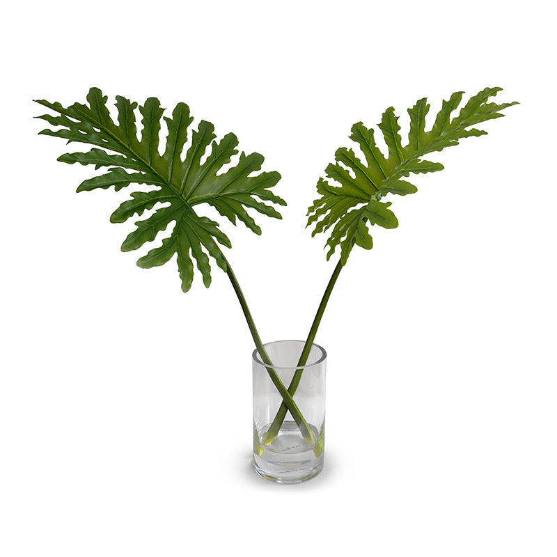 Philodendron Selloum x2 Glass vase