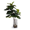 Fiddle Leaf Fig Branches in Vase 48"H Clear glass