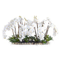 Phalaenopsis Orchid Flowerscape 32"H