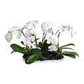 Phalaenopsis Orchid Flowerscape 16"H