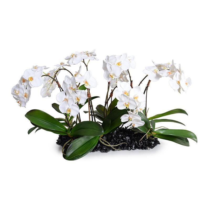 Phalaenopsis Orchid Flowerscape 16"H