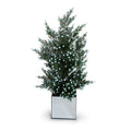 Juniper Bush in Mirror Cube, 22"H