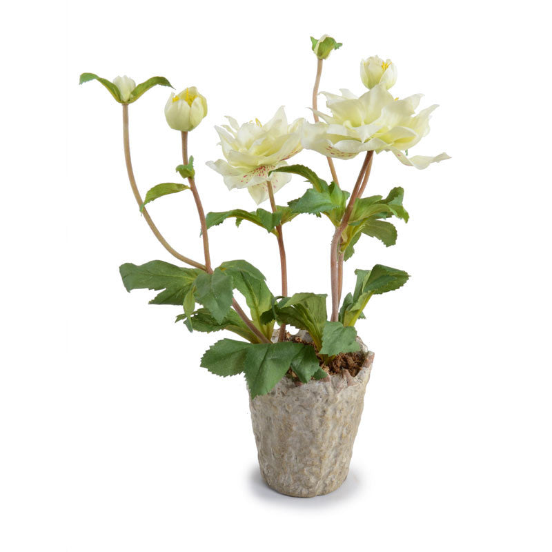 Lenten Rose in Clay Pot 12"H