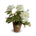 Lenten Rose in Terracotta 12" H