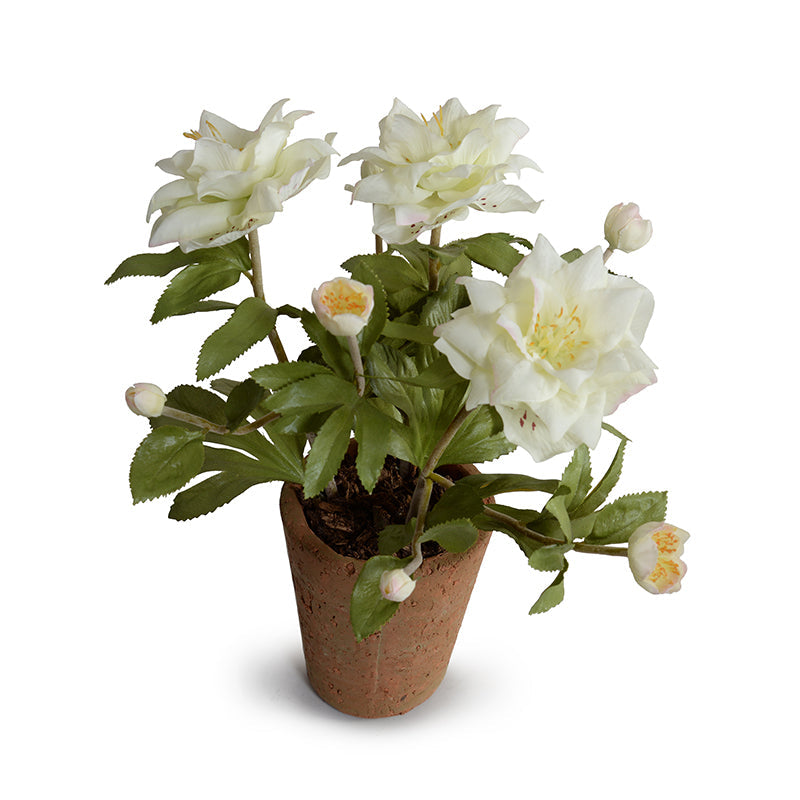 Lenten Rose in Terracotta 12" H