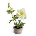 Lenten Rose in Terracotta 9"H