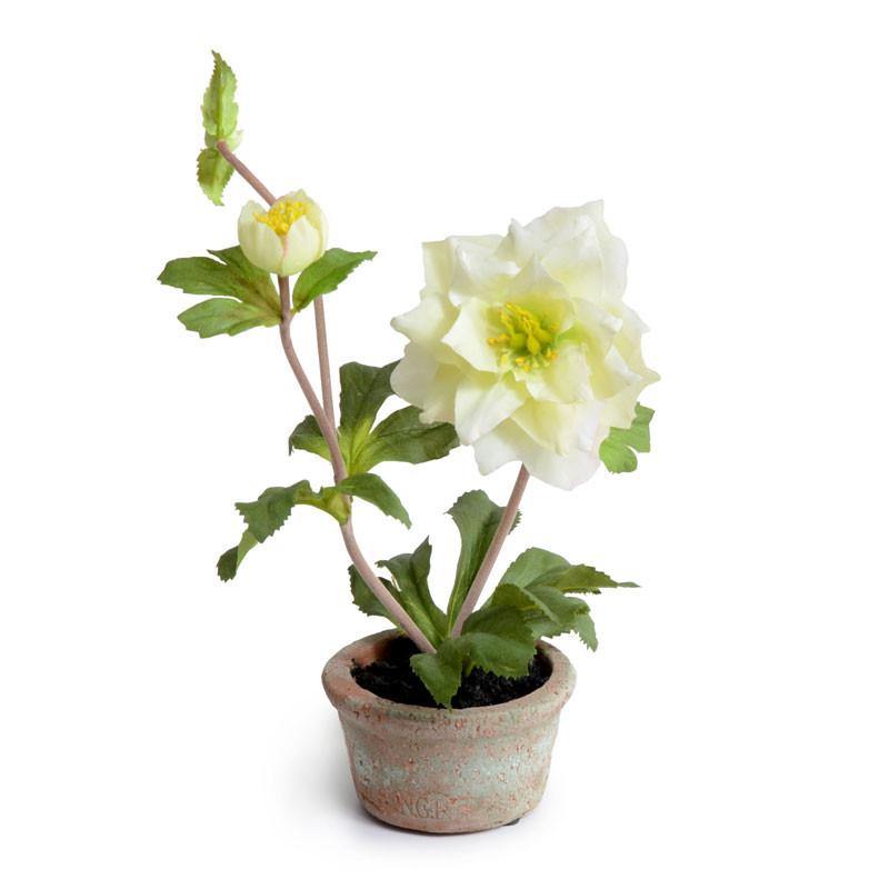 Lenten Rose in Terracotta 9"H