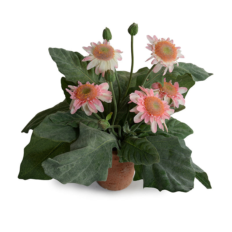 Gerbera Daisy 12"H Light Pink