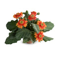 Gerbera Daisy 12"H Orange