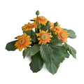 Gerbera Daisy 12"H Yellow