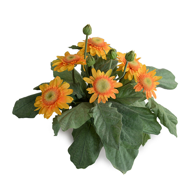 Gerbera Daisy 12"H Yellow