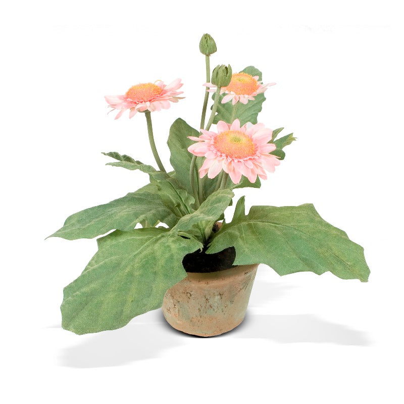 Gerbera Daisy 8"H Pink