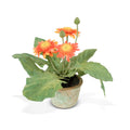 Gerbera Daisy 8"H Orange