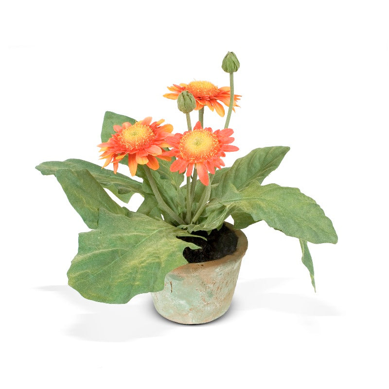 Gerbera Daisy 8"H Orange