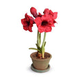Amaryllis in Terracotta 22"H Red