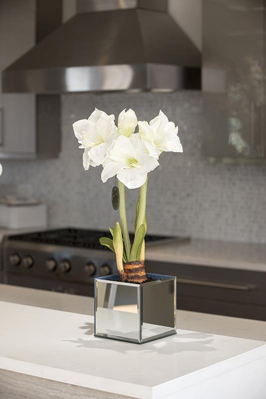 Amaryllis in Mirror Vase 22"H White