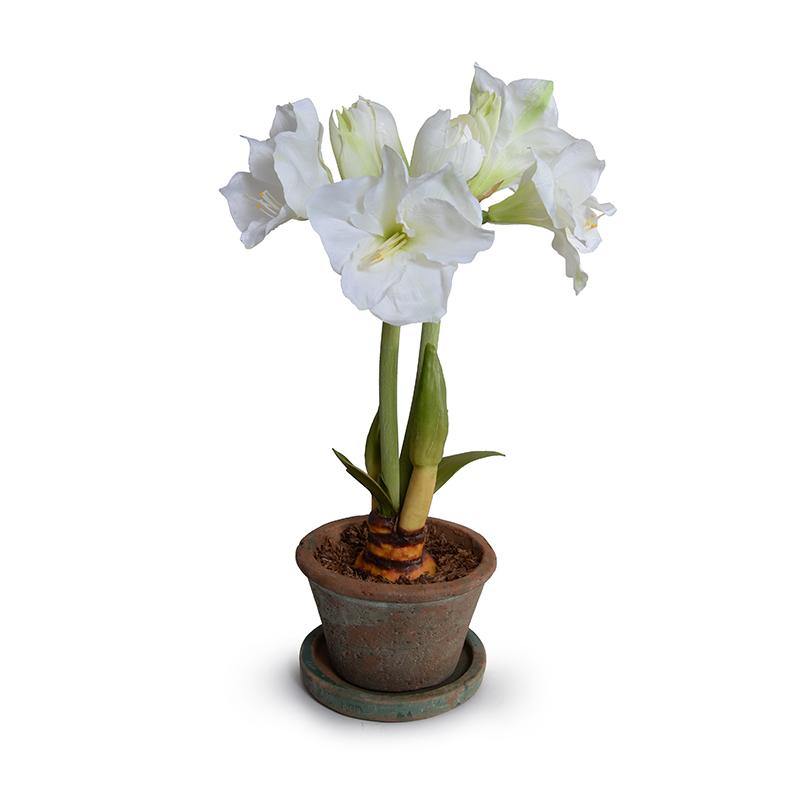 Amaryllis in Terracotta 22"H White