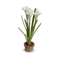 Paperwhite Narcissus Mini-Pot 12"H