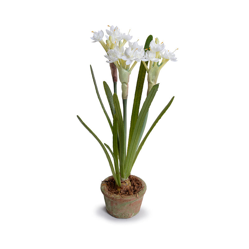 Paperwhite Narcissus Mini-Pot 12"H