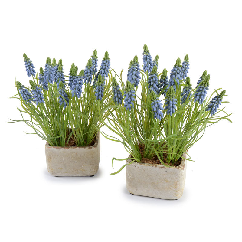 Grape Hyacinth in Terracotta 10"H Blue