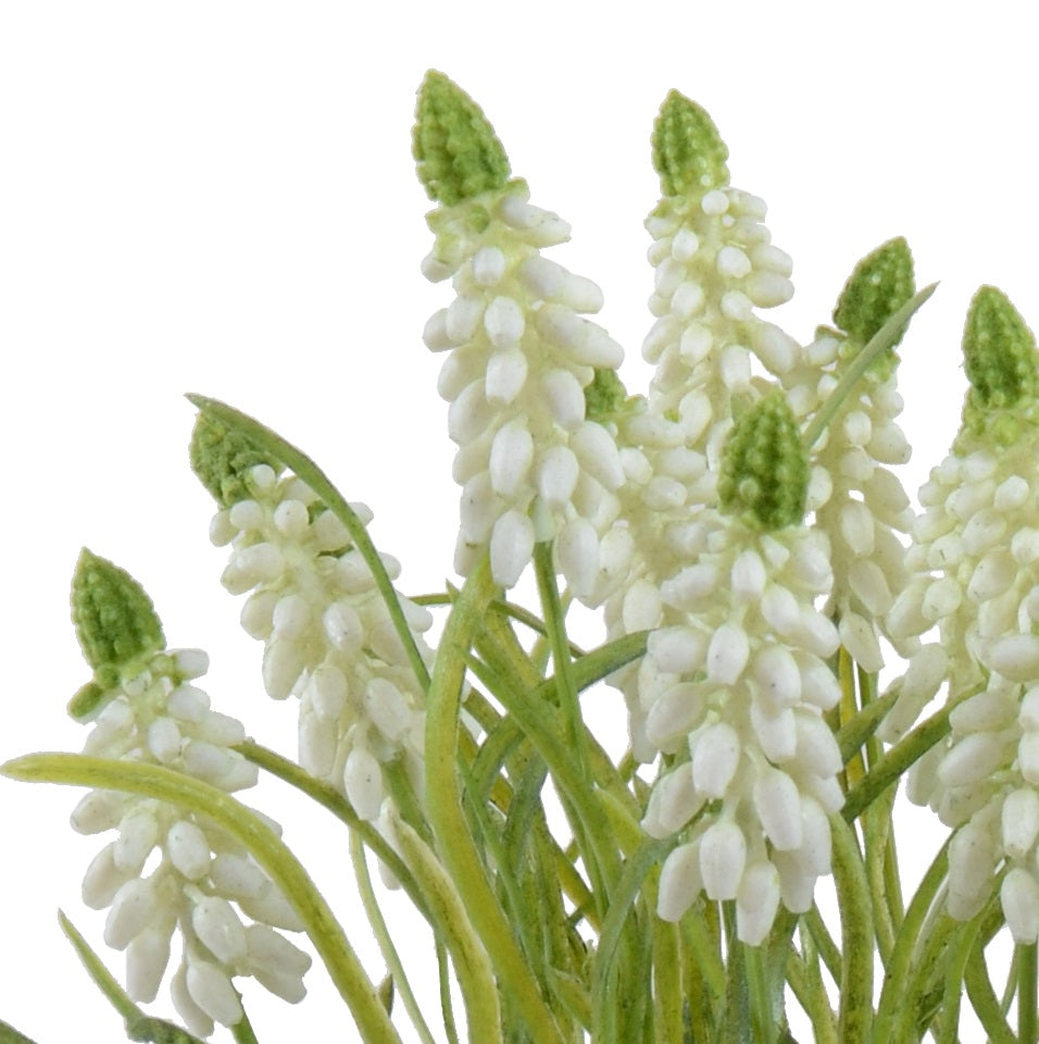 Grape Hyacinth in Terracotta 10"H White