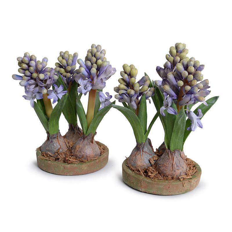 Hyacinth Bulb x3 in Terracotta Dish 9"H Blue
